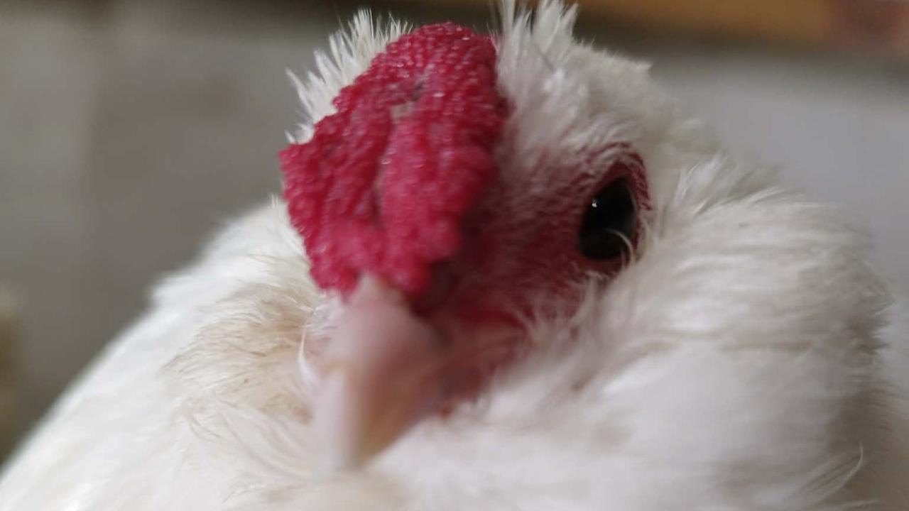 Il gallo e la gallina più belli d’Italia arrivano dalla Sardegna – ecco chi sono