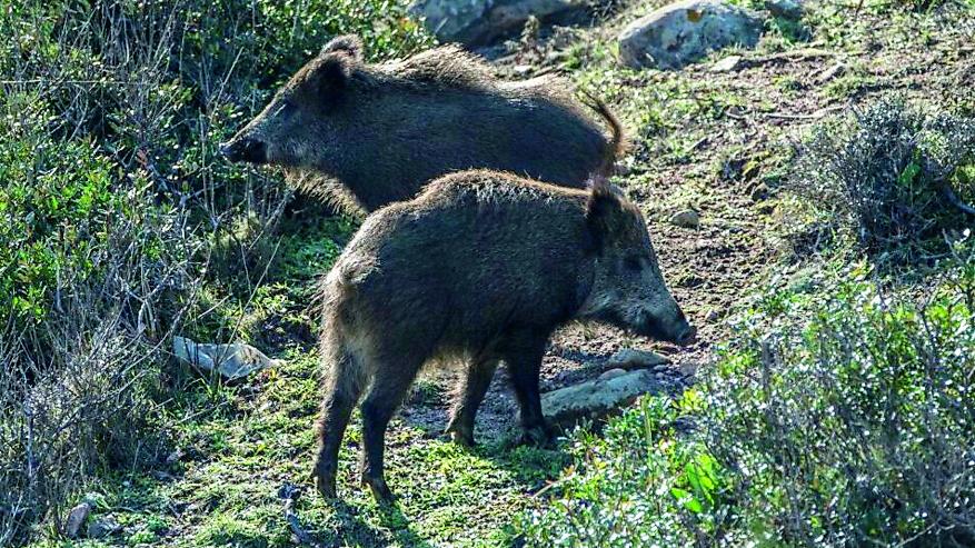 Partecipa ad una battuta al cinghiale ma l’animale lo carica alle spalle: cacciatore in ospedale