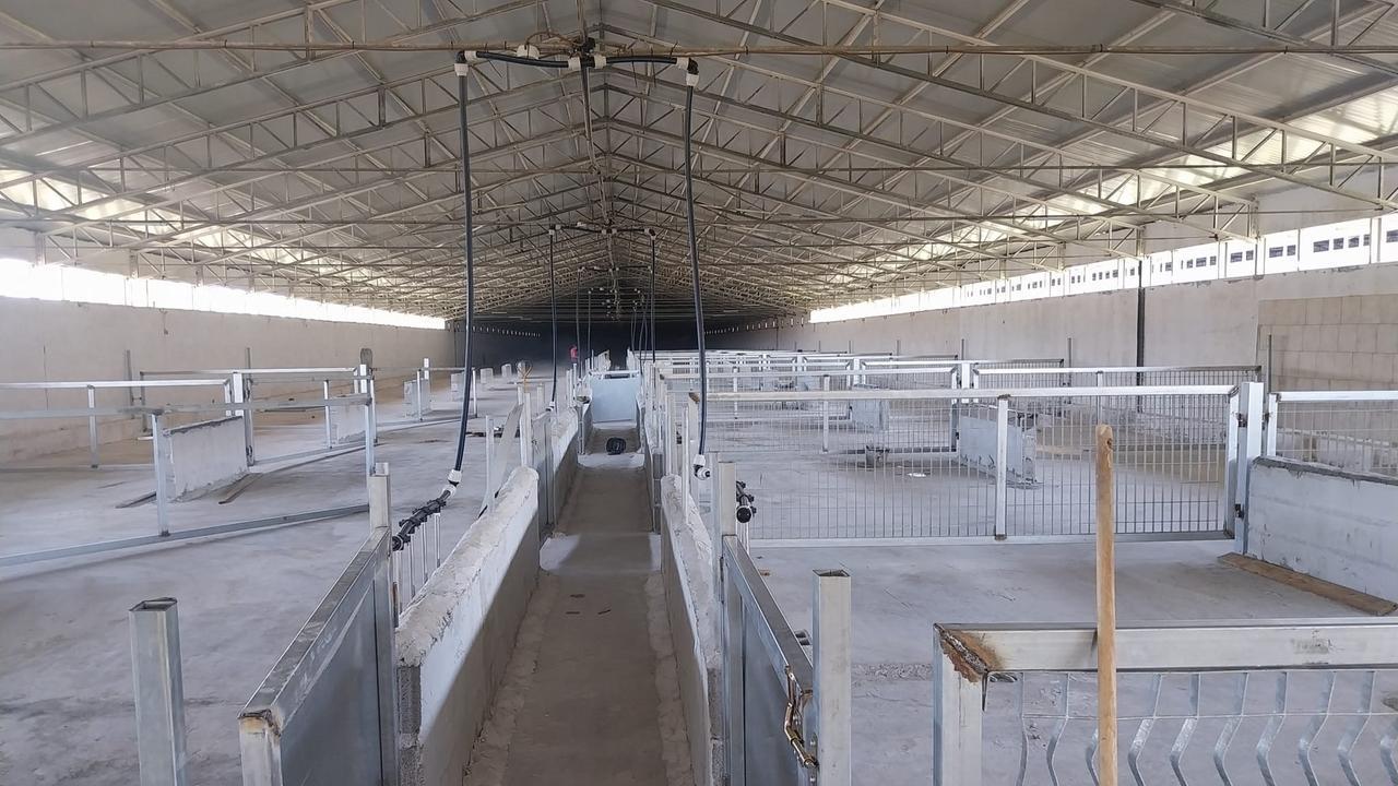 Maiali a Caniga, l’azienda rilancia: «Non chiudiamo»