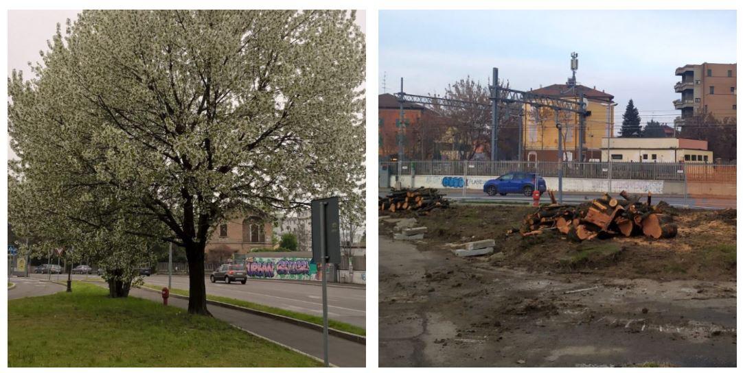 Abbattuti i ciliegi di Paride Allegri per i lavori del sottopasso