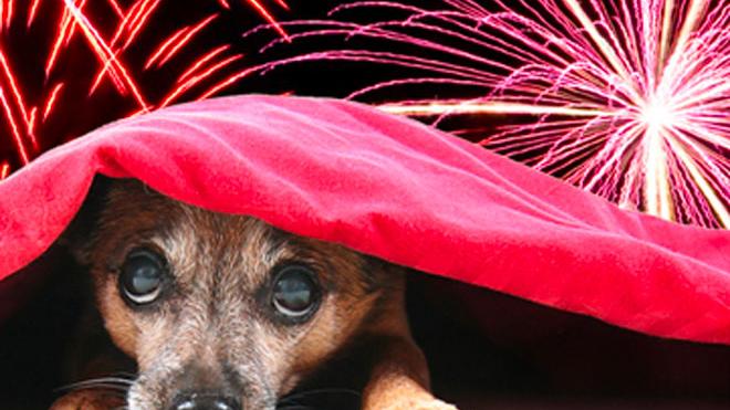 Contro i botti tenete gli animali in casa: ecco cosa può fare la medicina