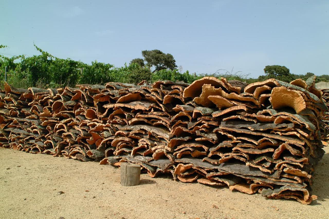Sughero, lavorazioni più sicure: la tecnica gallurese fa scuola