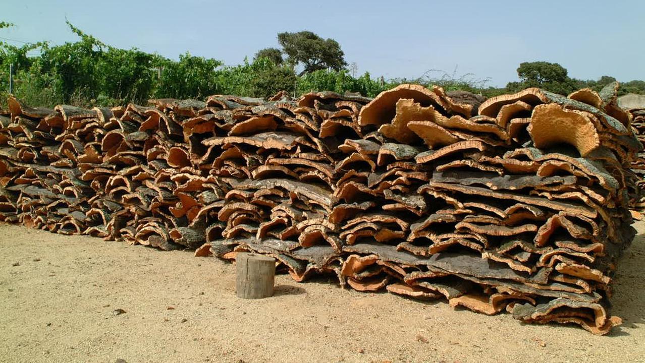 Sughero, lavorazioni più sicure: la tecnica gallurese fa scuola