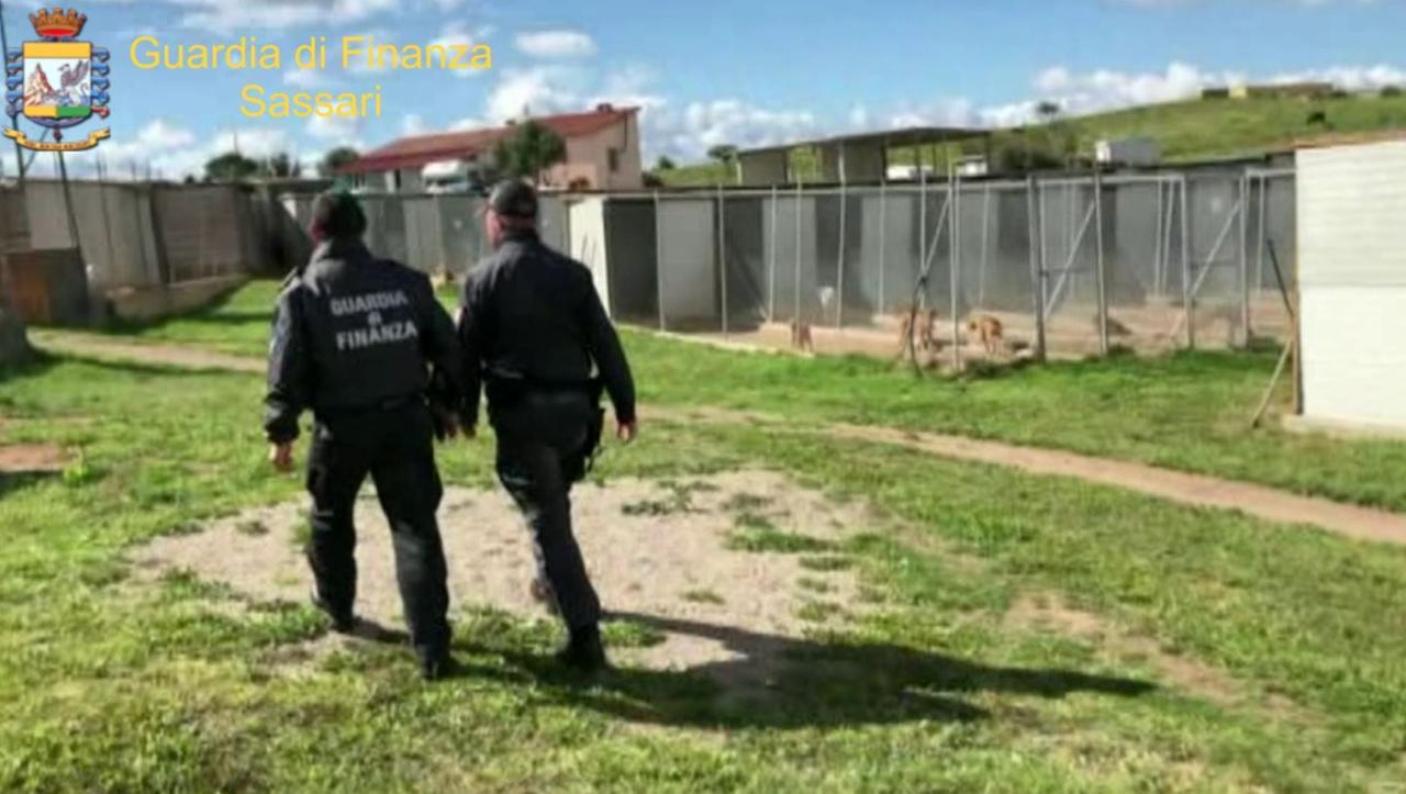 Olbia, maltrattamenti nel canile, rinviati a giudizio un veterinario e la moglie: ecco chi sono