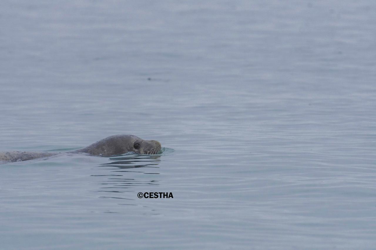 Foca monaca vicino alla costa ferrarese, nuovo avvistamento