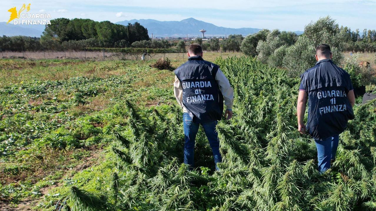 Scoperta una maxi piantagione di marijuana, quattro tonnellate di droga sequestrate in un’azienda agricola