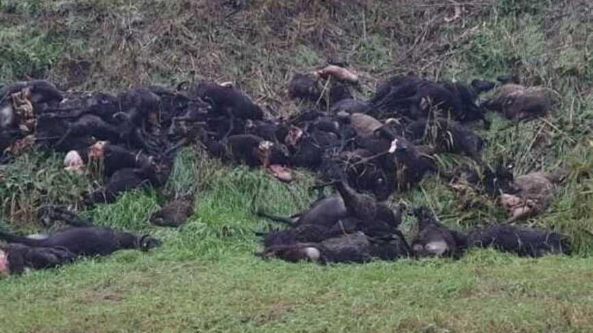 Una parte delle pecore morte