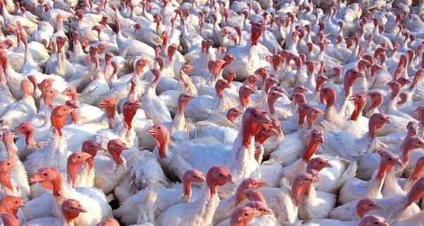 Aviaria in un allevamento di Argenta, 26mila tacchini verso l’abbattimento
