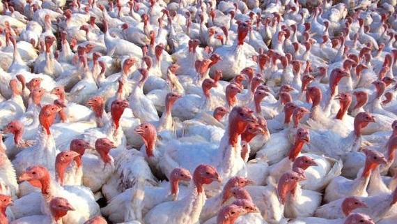 Aviaria in un allevamento di Argenta, 26mila tacchini verso l’abbattimento