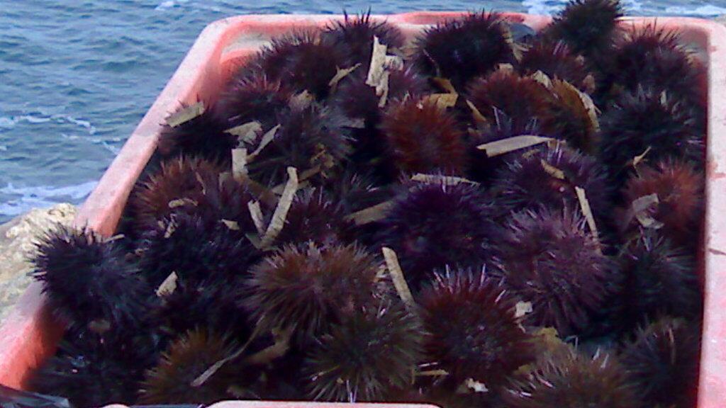 La Regione riapre la pesca dei ricci di mare. Obbligatoria un’app per segnalare in tempo reale luogo e quantità