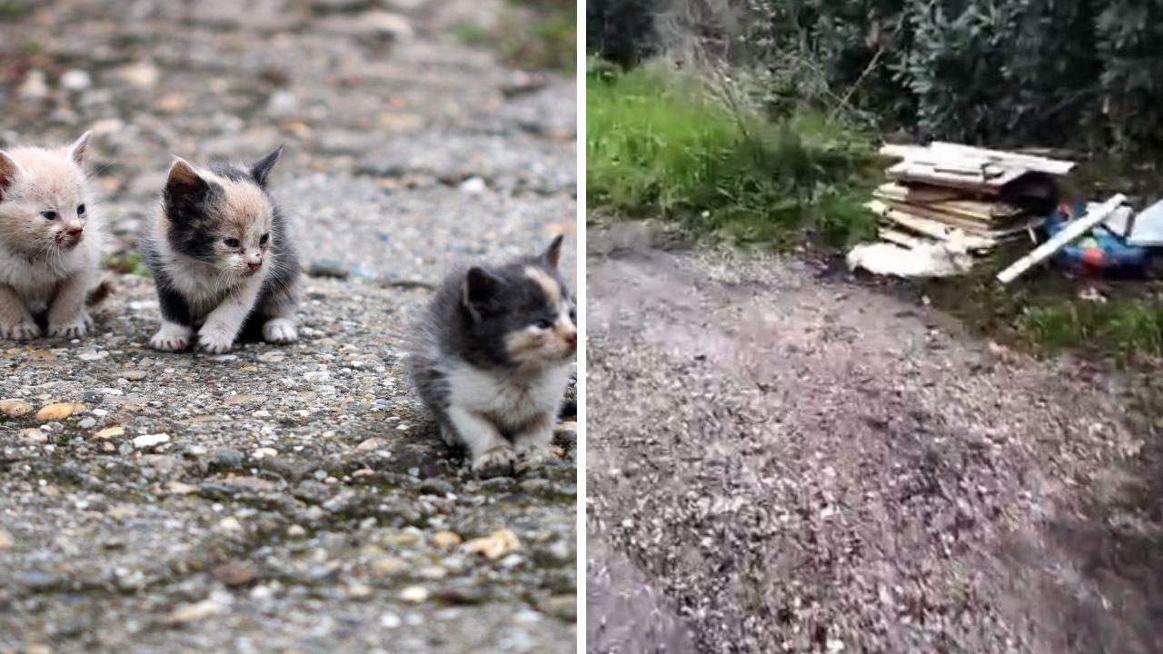 
	La zona vicino a Treggiaia dov&rsquo;&egrave; stato trovato il sacchetto con dentro i gattini morti

