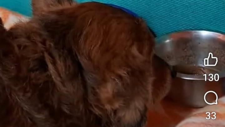 Napoleone, il cane fedele vegliava il padrone morto a Sassari: ora ha bisogno di aiuto