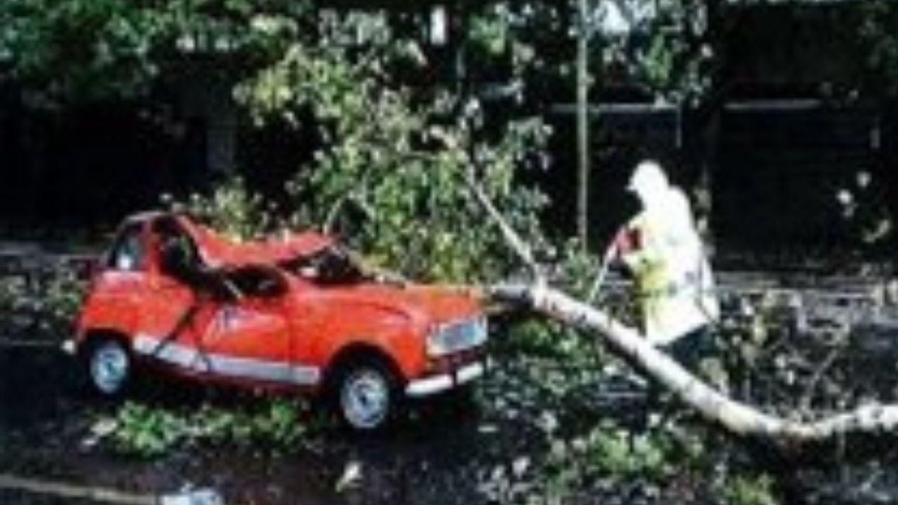 
	L'auto schiacciata dal ramo dell'albero nell'agosto di tre anni fa


