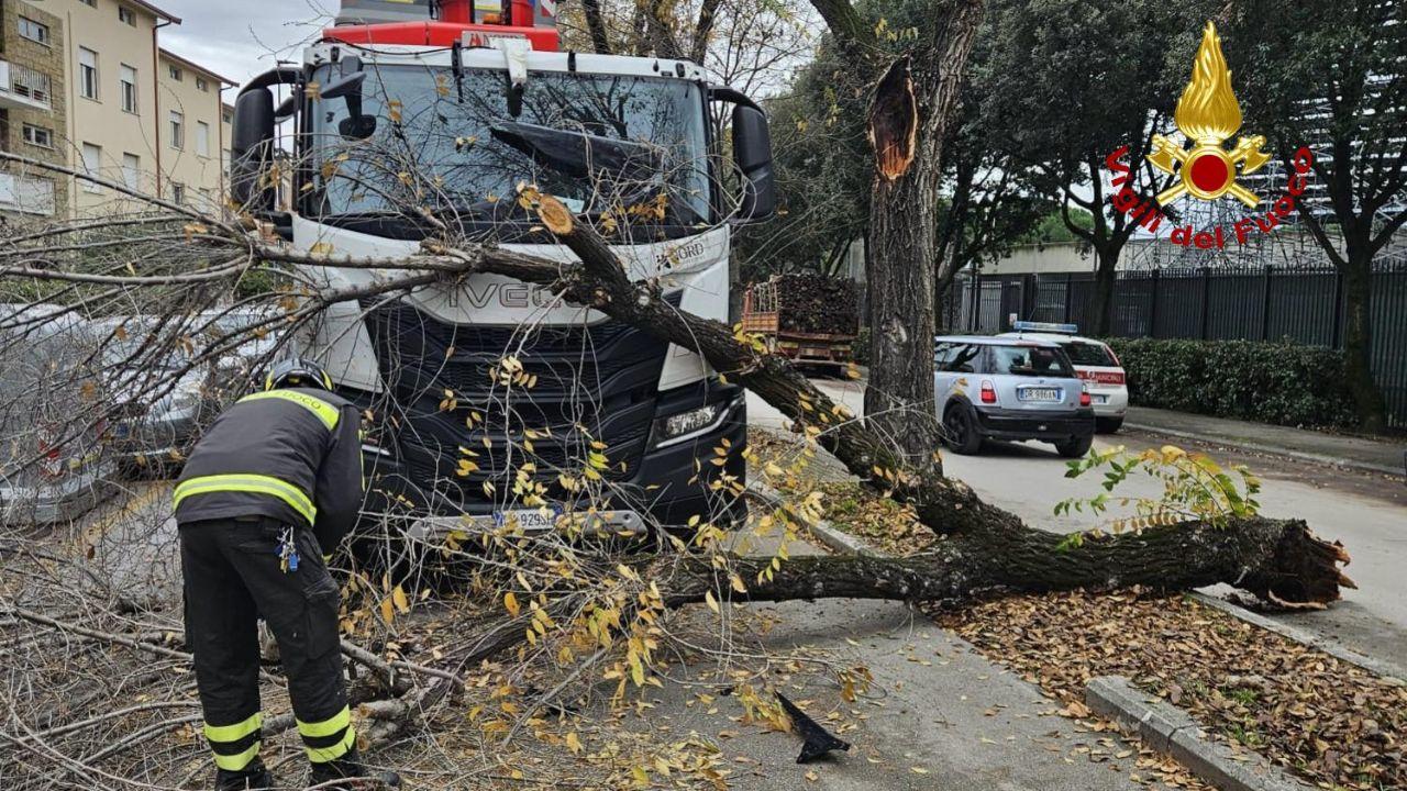 
	L'albero caduto a Grosseto&nbsp;

