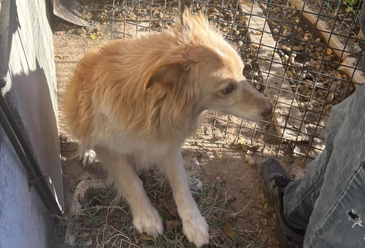 
	Uno dei cani salvati

