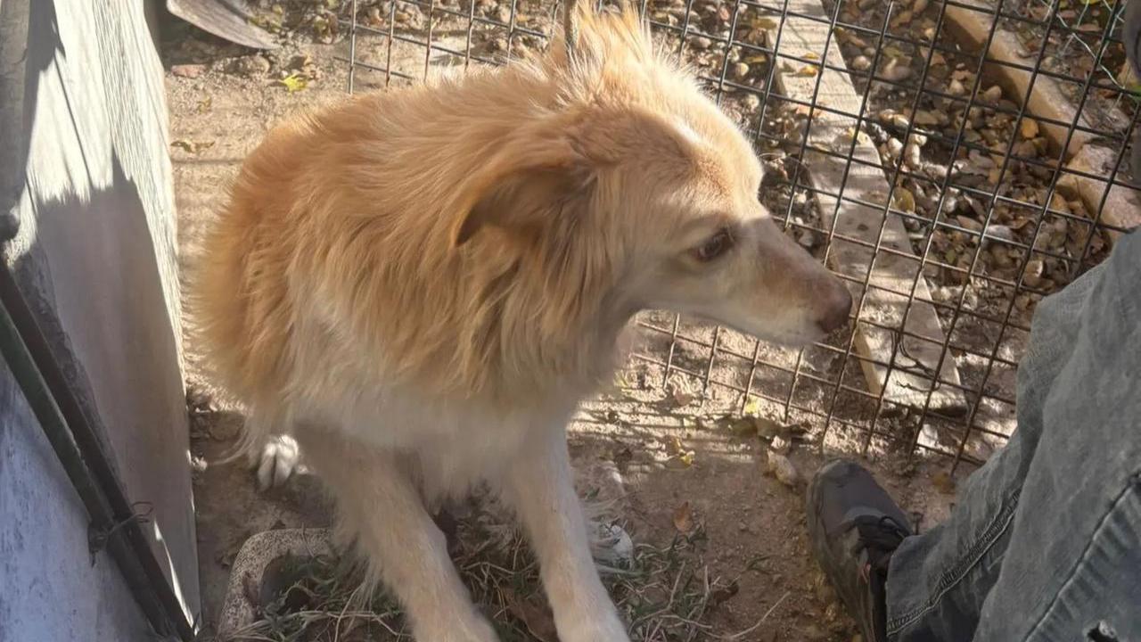 Uno dei cani salvati