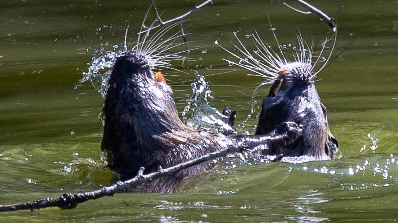 Meno burocrazia, più gabbie e armi: nutrie nel mirino della Provincia di Ferrara