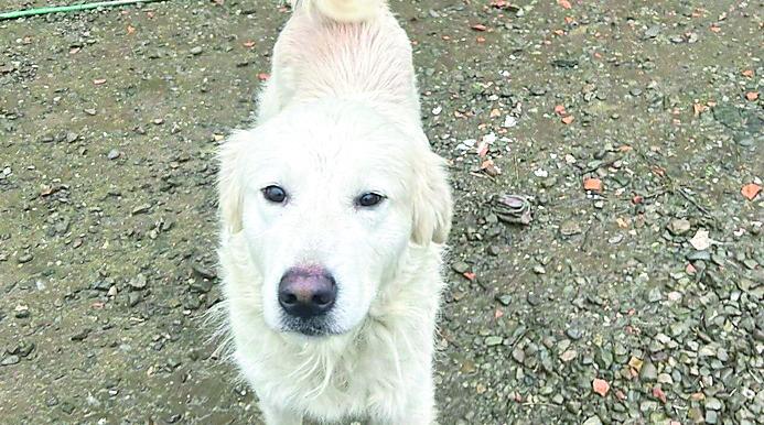 Guiglia, cane scivola nella scarpata e resta bloccato per due giorni
