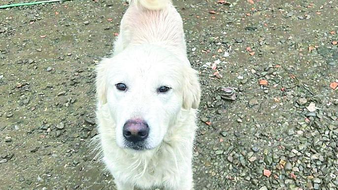 Guiglia, cane scivola nella scarpata e resta bloccato per due giorni