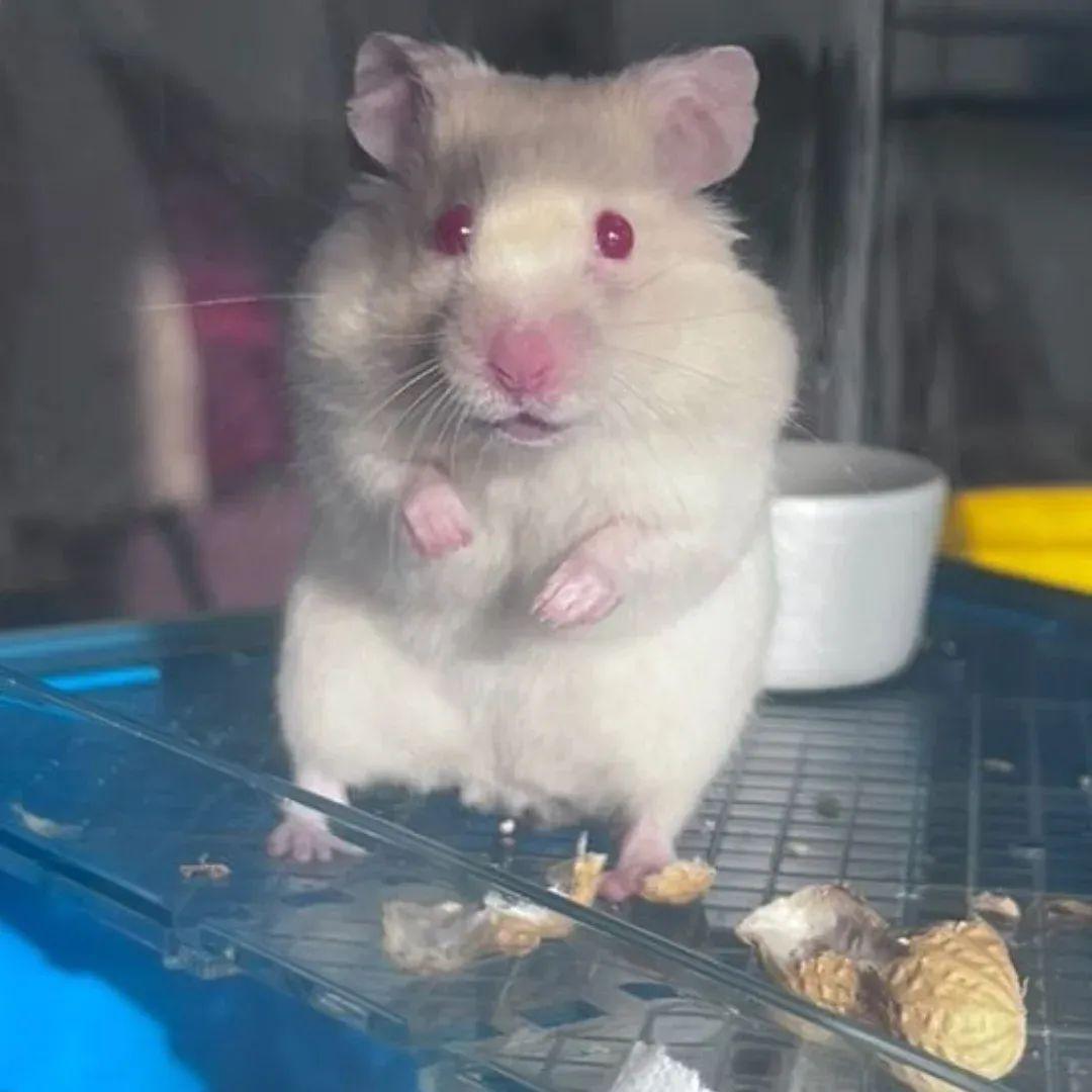 La storia di Crostino il criceto abbandonato ferito che ora cerca casa