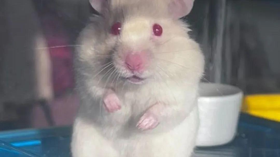 La storia di Crostino il criceto abbandonato ferito che ora cerca casa