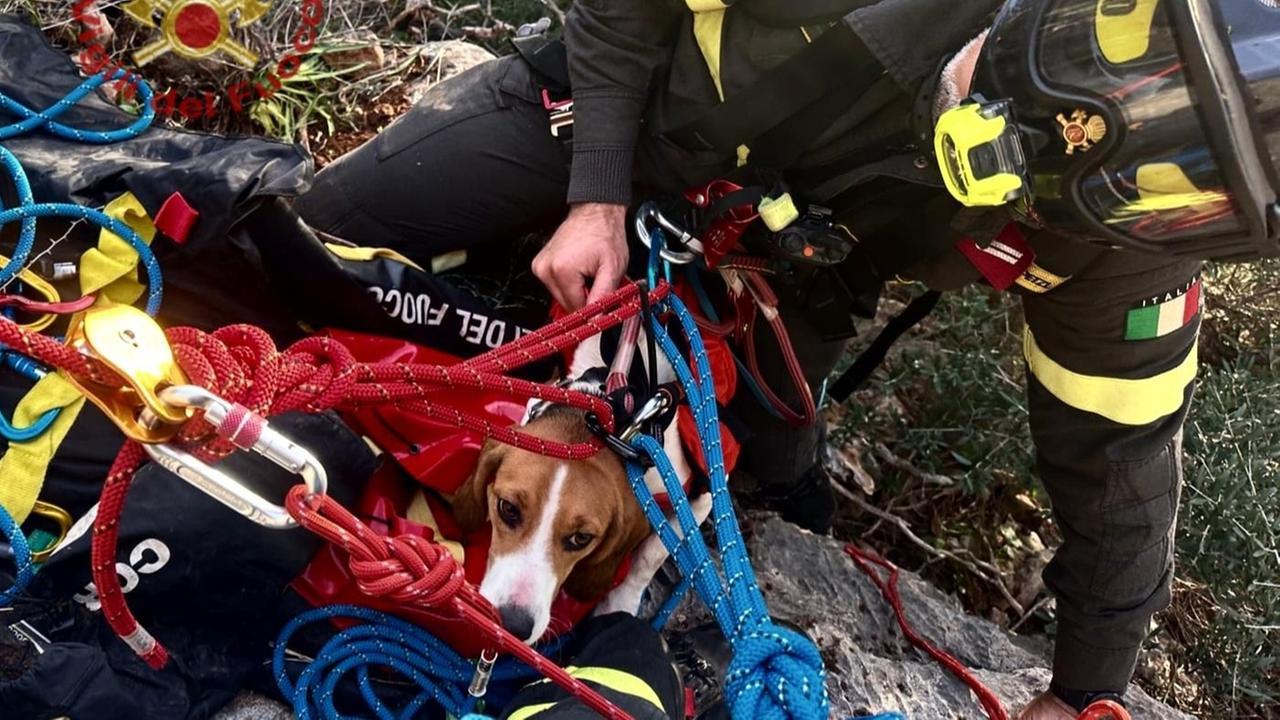 Cane da caccia bloccato in una zona impervia: spettacolare intervento in parete dei vigili del fuoco