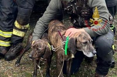 Salvati due cani precipitati in un dirupo di 40 metri
