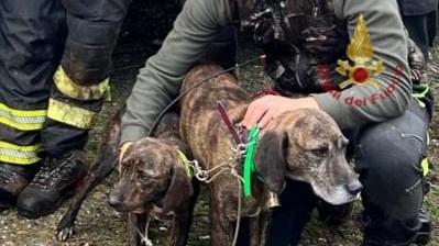 Salvati due cani precipitati in un dirupo di 40 metri