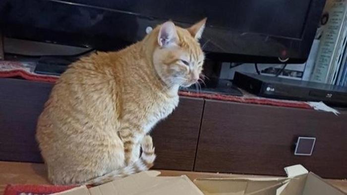 Miracolo di Natale, il gatto Anacleto finisce in lavatrice e sopravvive alla centrifuga