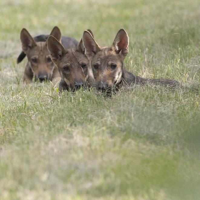 Lupi, segnalazioni quotidiane nel Ferrarese: presenza a cui abituarsi
