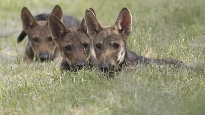 Lupi, segnalazioni quotidiane nel Ferrarese: presenza a cui abituarsi