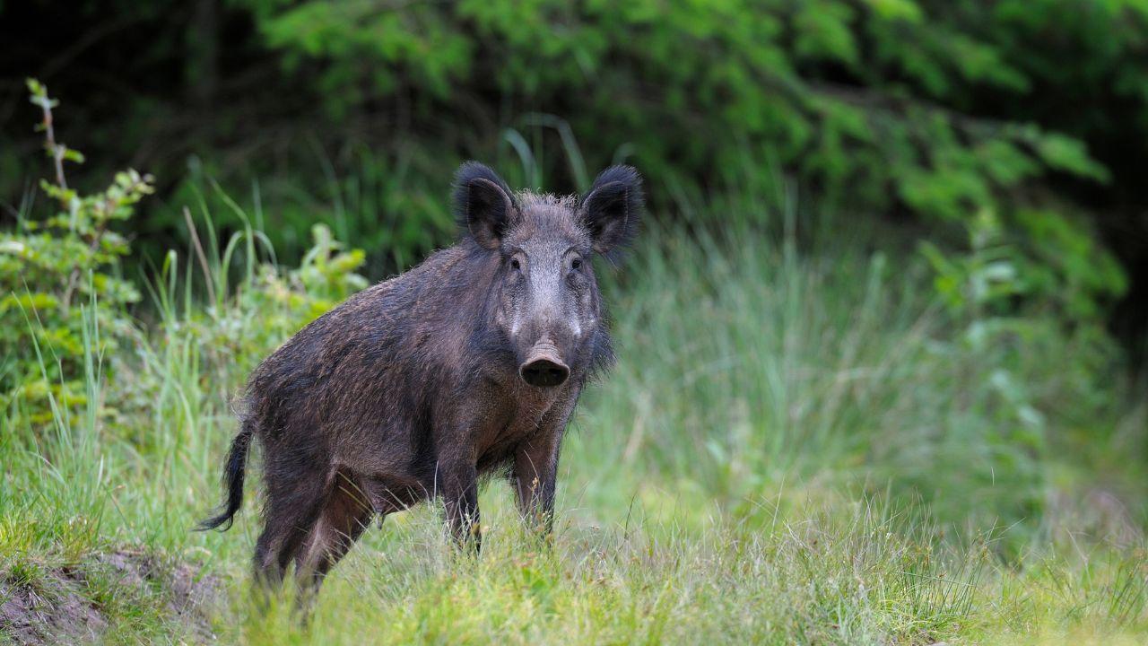 Un cinghiale (foto d'archivio)