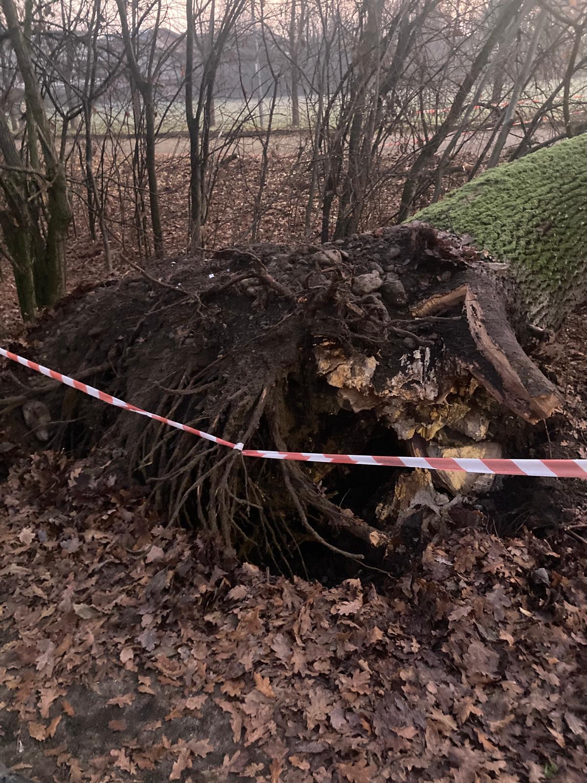 Crolla una quercia alle Acque Chiare: era nell’elenco degli alberi monumentali d’Italia