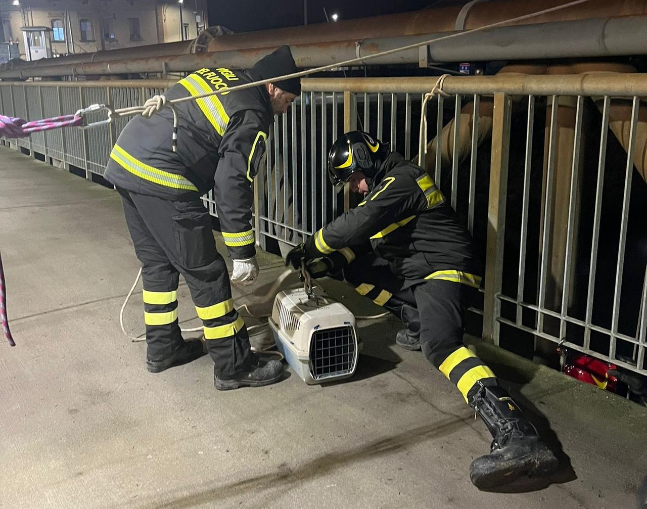 Bondeno, gatto salvato dai vigili del fuoco