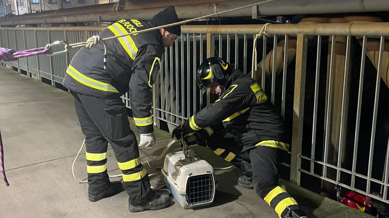 Bondeno, gatto salvato dai vigili del fuoco