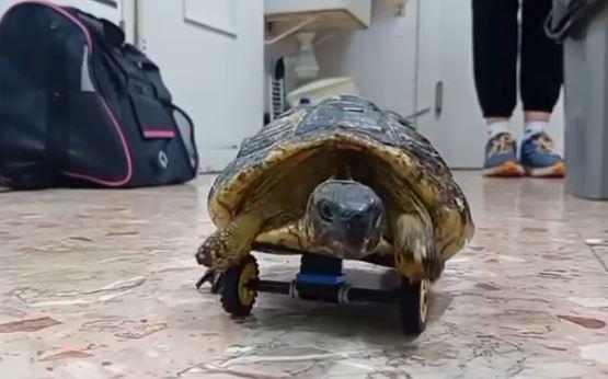 La tartaruga che ha perso due zampe torna a correre con le ruote