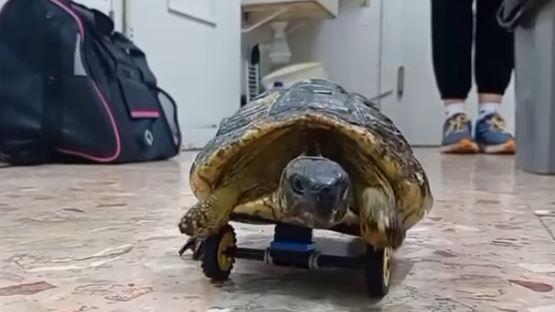 La tartaruga che ha perso due zampe torna a correre con le ruote
