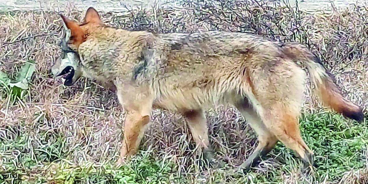 Tre caprette sbranate a Canolo: in zona segnalata la presenza di lupi