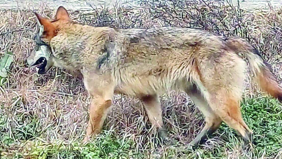 Tre caprette sbranate a Canolo: in zona segnalata la presenza di lupi