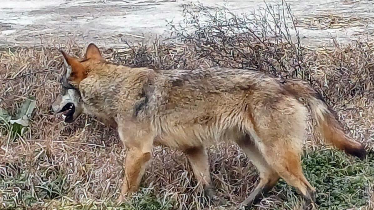 Caprette sbranate a Canolo: le raccomandazioni da seguire