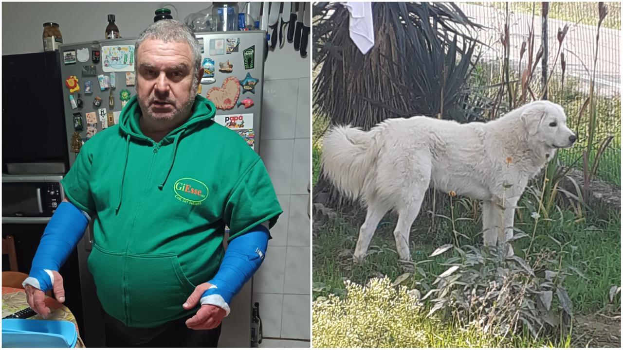 La polizia: «Uomo attaccato dai lupi? Si è rifiutato di sottoporsi agli accertamenti»