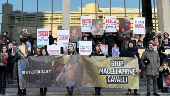 Correggio, oggi il presidio davanti al macello equino: mobilitazione dopo l’inchiesta di Animal Equality