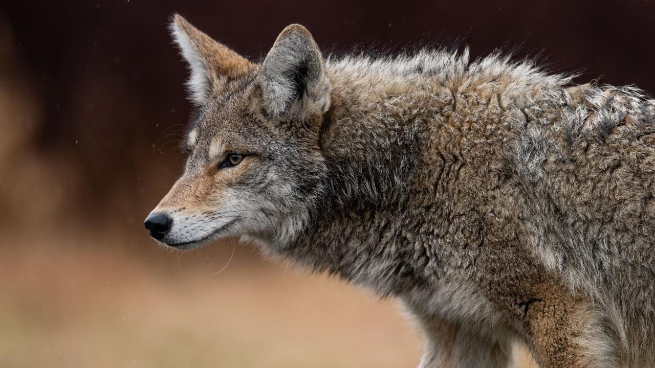 
	Attacco dei lupi a Grosseto (Foto d'archivio)

