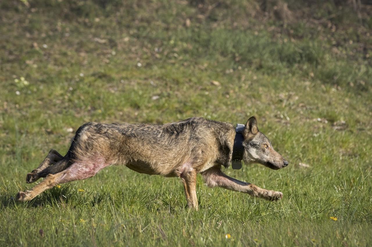 Caprette sbranate a Canolo, il verbale dell’Ausl: «Morsi compatibili a quelli di un lupo»