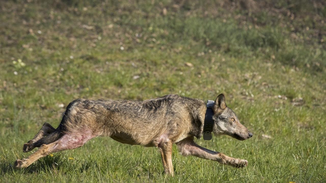 Caprette sbranate a Canolo, il verbale dell’Ausl: «Morsi compatibili a quelli di un lupo»