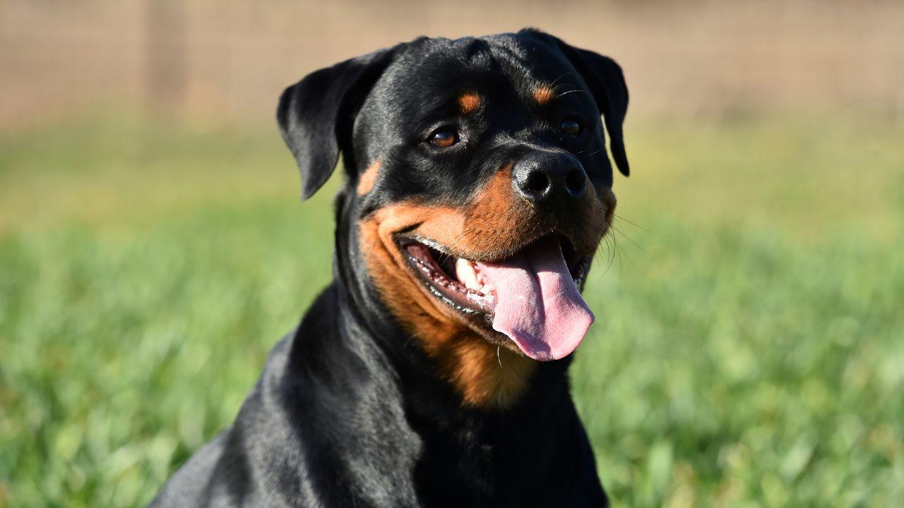 Un Rottweiler in una foto di repertorio
