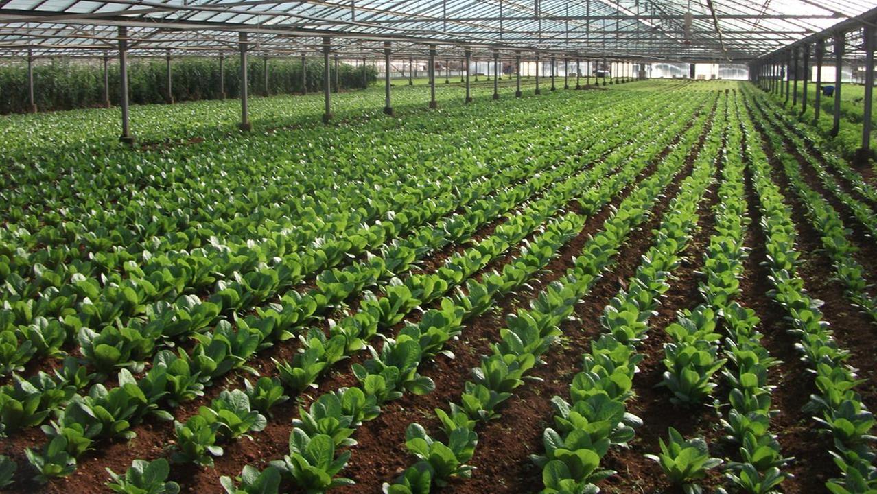 Arrivano le lauree professionalizzanti: dove e come sarà il corso appena approvato