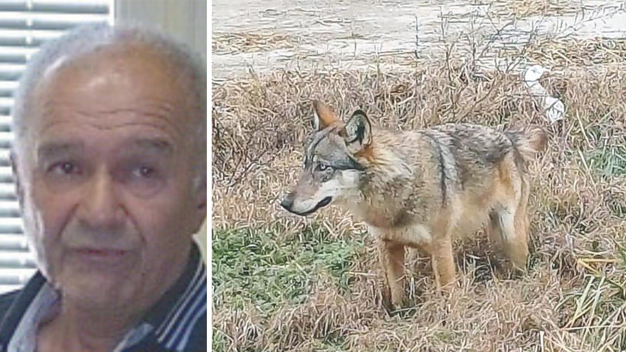 Moreno si è trovato di fronte due lupi 