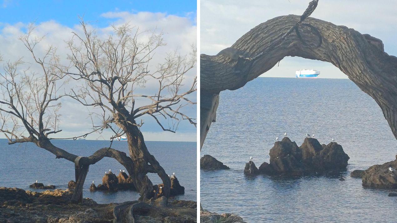 Resistenza e resilienza: Livorno e la sua tamerice. Grazie ad Adriana Mantellassi