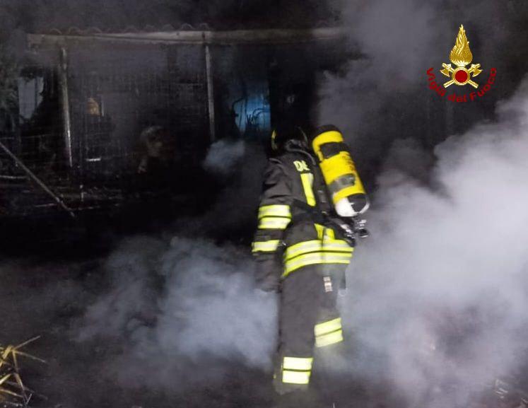 Rogo in una legnaia a Luzzara: il cane dà l’allarme e salva i padroni